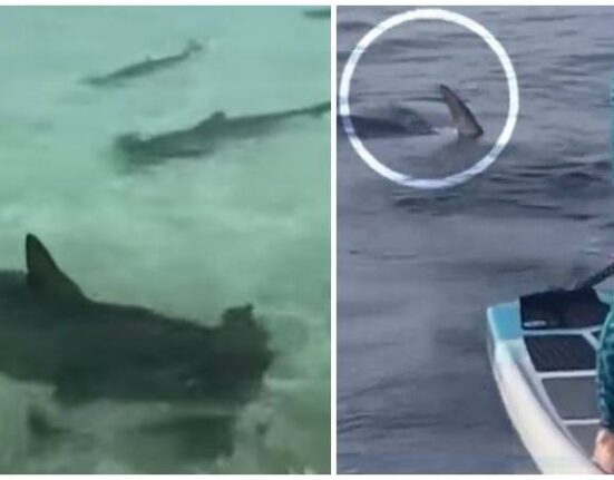 Mujer de Florida tuvo encuentro cercano con un tiburón martillo