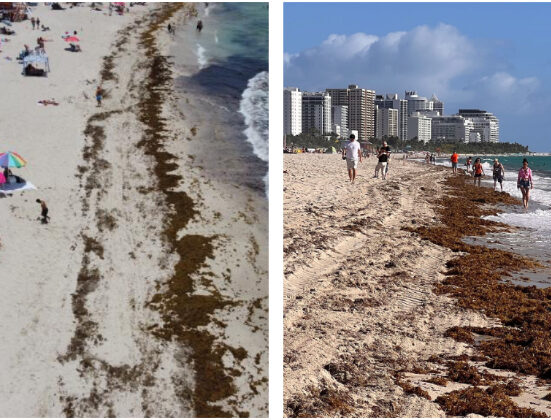 Alertan a bañistas en el sur de la Florida por Bacteria carnívora encontrada en algas marinas alrededor de las playas
