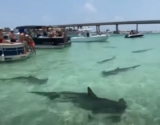 Varios tiburones martillo rodean a turistas en playa de Estados Unidos