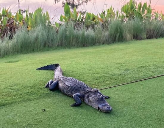 Enorme caimán en Florida ataca a un hombre de 79 años y la envía al hospital