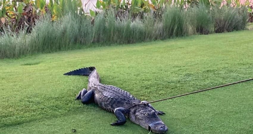 caiman-florida-ataque