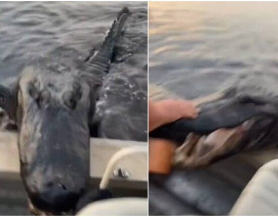 Enorme caimán sorprende a turistas en un bote en Estados Unidos