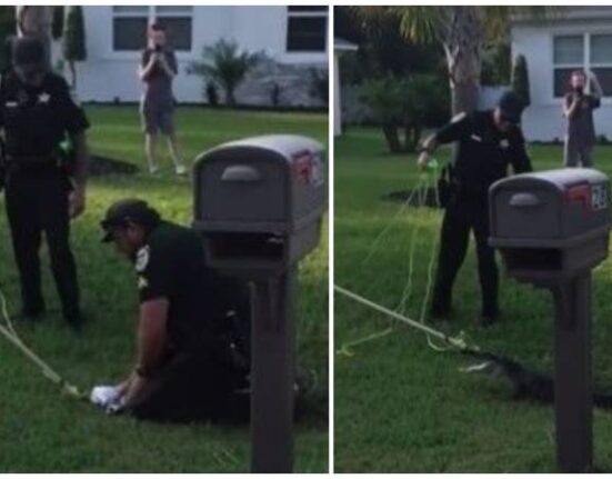 Capturan caimán de más de un metro de largo fuera de una vivienda en Florida