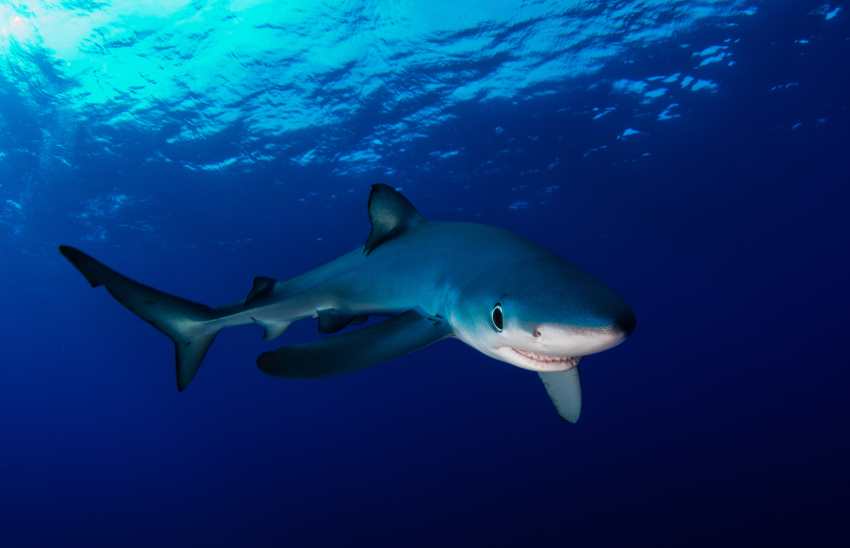 Tiburón Azul