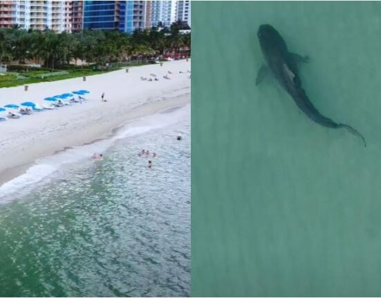Bañistas en Florida alertas por varios avistamientos de tiburones