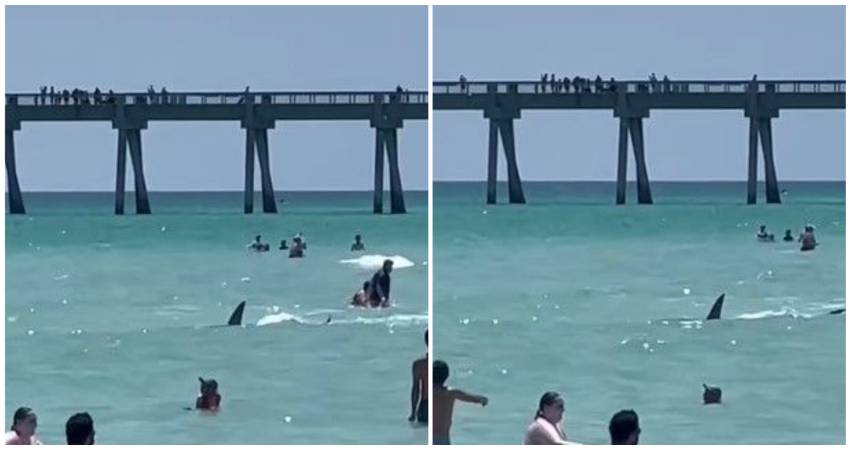 Tiburones en Florida