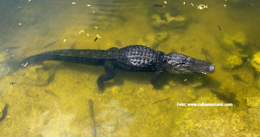 caiman-florida-1