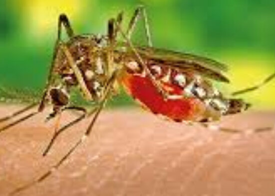 Reportan casos de dengue en Miami-Dade