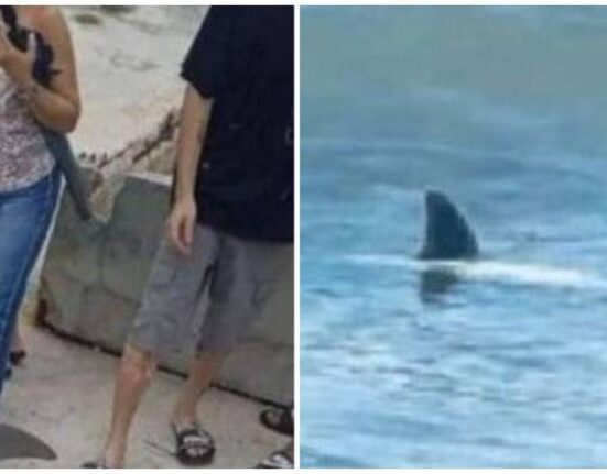 Capturan un enorme tiburón en la Bahía de Matanzas