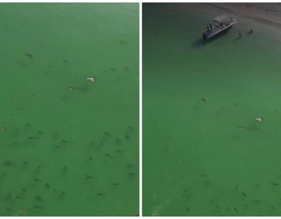 Captan desde un drone decenas de tiburones cerca de bañistas en una playa en Florida