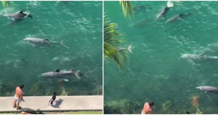 miami-delfines