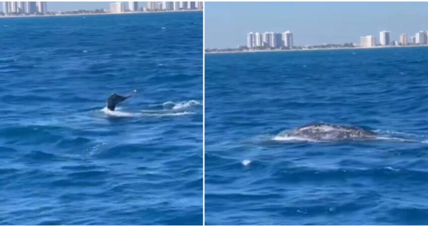 ballena-miami-dade