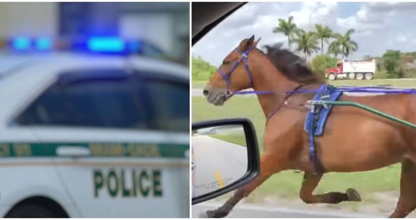 miami-dade-caballos