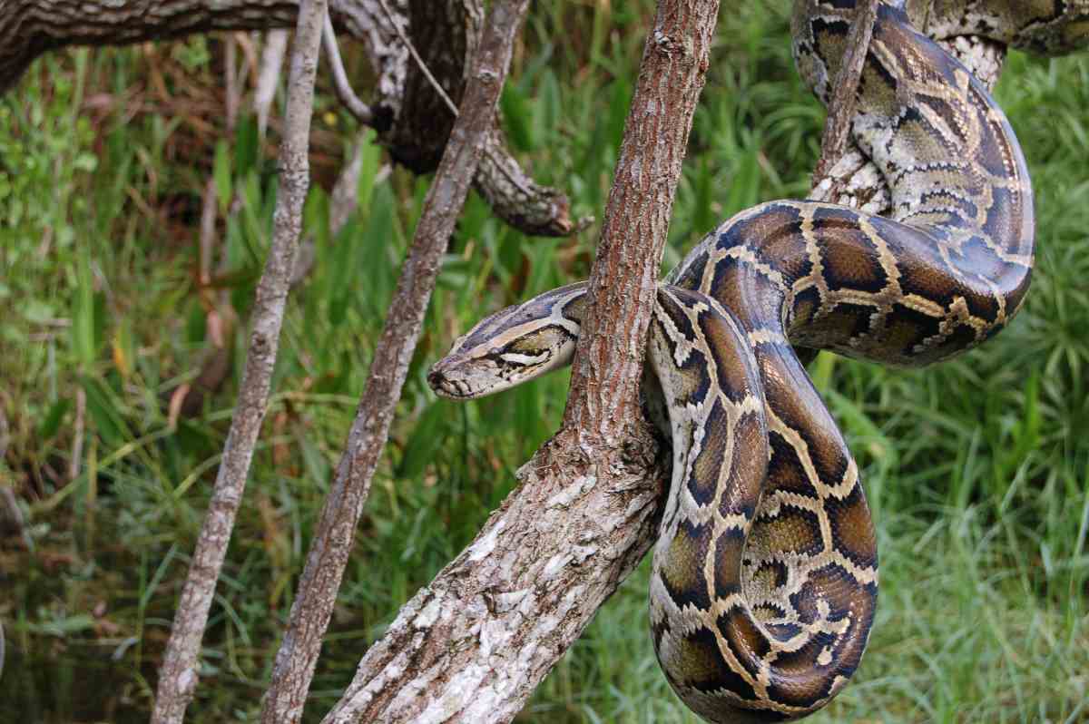 Hunters manage to capture an impressive Burmese python in Florida