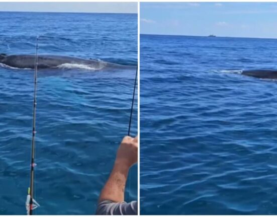 ballenas-sur-florida