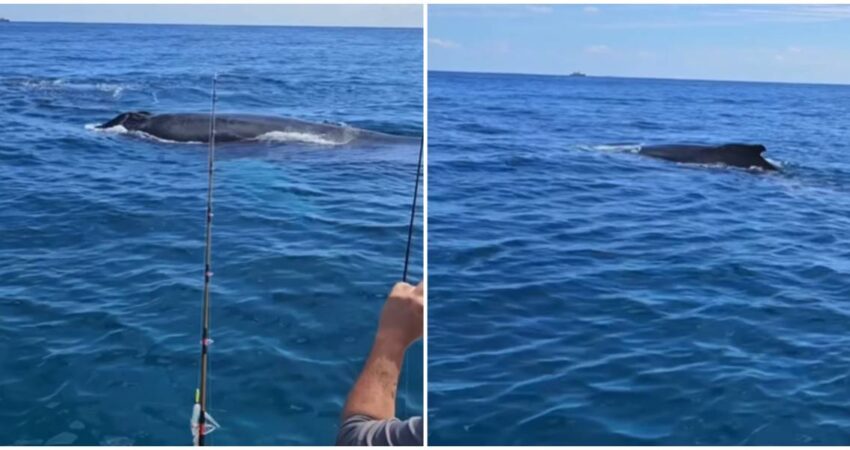 ballenas-sur-florida