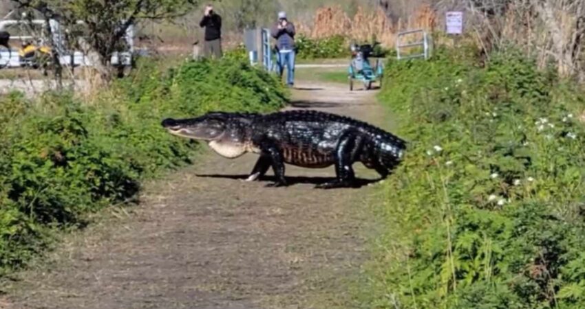 caiman-florida-grande