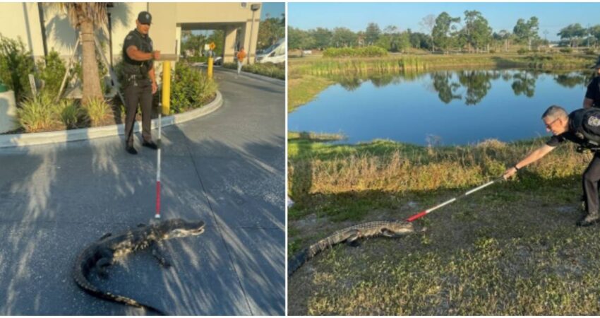 caiman-en-Florida-captura-y-traslado