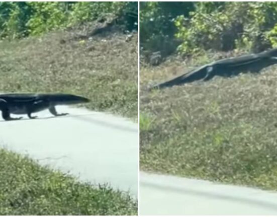 lagarto-en-Florida-FWC