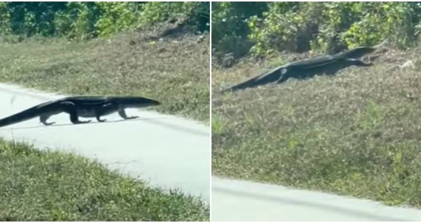 lagarto-en-Florida-FWC