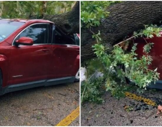 auto-aplastado-caida-de-arbol