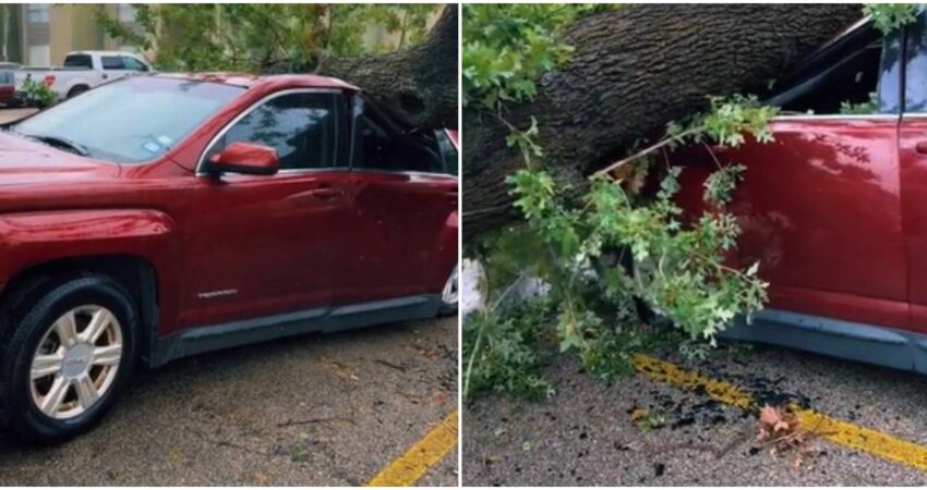 auto-aplastado-caida-de-arbol