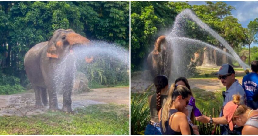 elefantes-de-Zoologico-de-Miami-bomberos-de-Miami-Dade