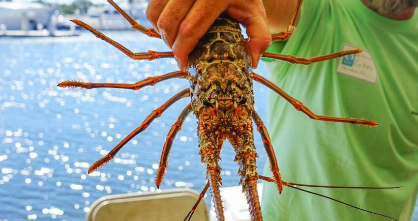 pesca-langosta-florida