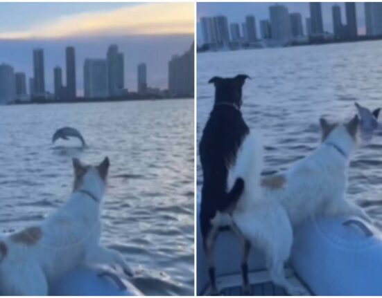 perros en un bote-delfines en miami