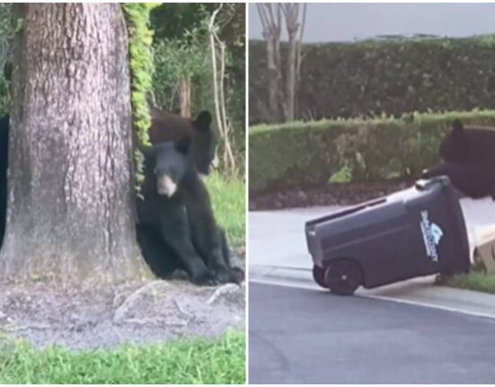 osos en Florida-vecindario de Sanford