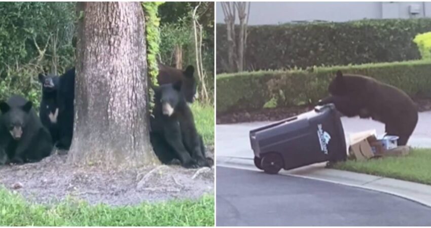 osos en Florida-vecindario de Sanford