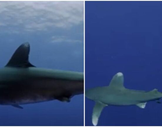 prohiben pesca en Florida-tiburones punta blanca