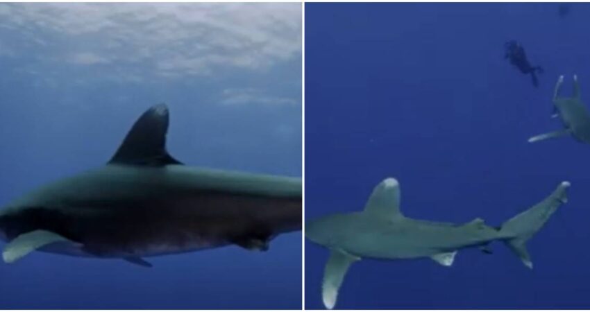 prohiben pesca en Florida-tiburones punta blanca