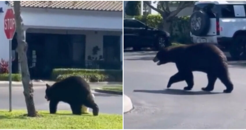 Oso negro en Naples