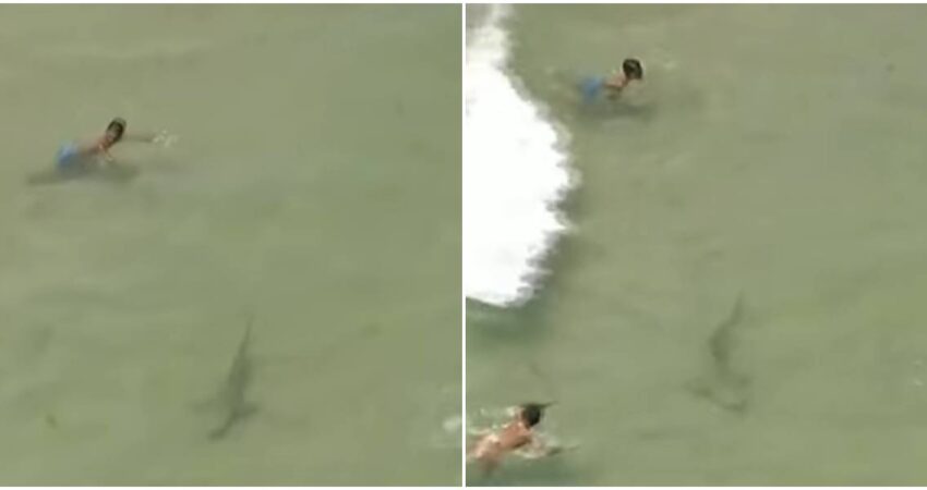 tiburones en Fort Lauderdale-bañistas