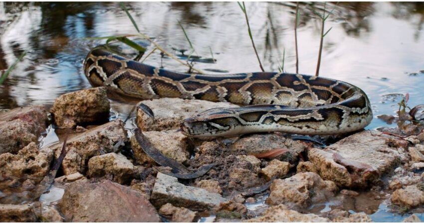 pitón birmana en Everglades